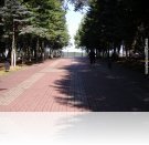 In the park In the park